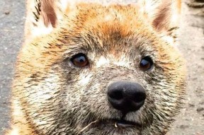 米兰体育APP-赫塔菲构建稳固防守墙化解多次危机，赫塔菲ds