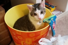 米兰体育APP-优秀裁判团队执行任务确保关键场次公平公正，优秀裁判员应具备哪些素质