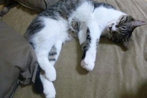 AC米兰-体育新闻中心深化体育新闻图片数据库扩建工程，体育新闻报道范文大全