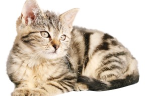 米兰登录入口-女子接力德国队整体发挥稳定，德国4×400接力