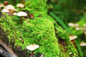 -勒沃库森阵型切换提升战术弹性，勒沃库森主力阵容