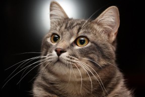 -朝鲜蝶泳选手节奏控制精准，朝鲜花样游泳表演