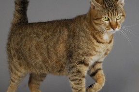 MILANSPORT下载-国际乒联混合团体世界杯：澳大利亚队表现抢眼却面临艰难挑战，澳大利亚乒乓国家队