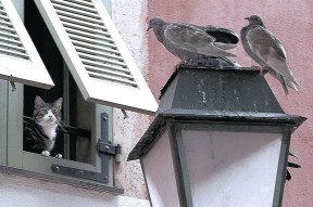 米兰登录入口-专为体育爱好者打造的新闻发布平台，体育新闻的app有哪些