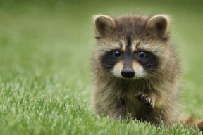 MILANSPORT下载-男子接力收官 美国再添一金，美国4×100男子接力赛