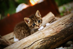 米兰登录入口-意甲团队合作：默契配合成就奇迹！，意甲队伍