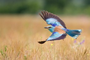 米兰体育-七人制橄榄球新战术引领比赛潮流，七人制橄榄球进攻战术