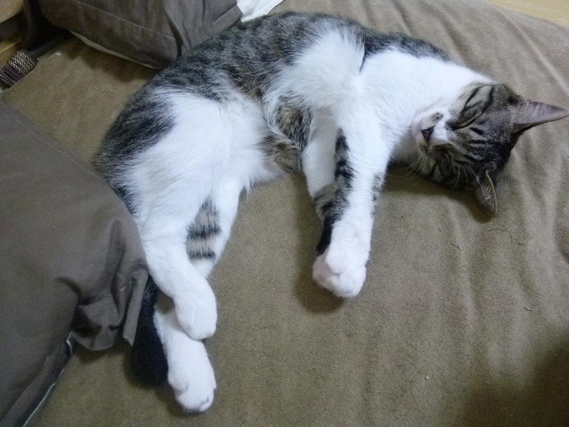 体育新闻中心深化体育新闻图片数据库扩建工程,体育新闻报道范文大全