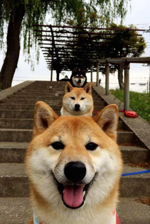 NBA联盟赛事观众行为分析与体验提升,nba 观众