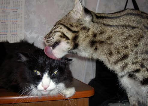 节奏偏慢球队在进攻端的布置方式,篮球什么是节奏型过人