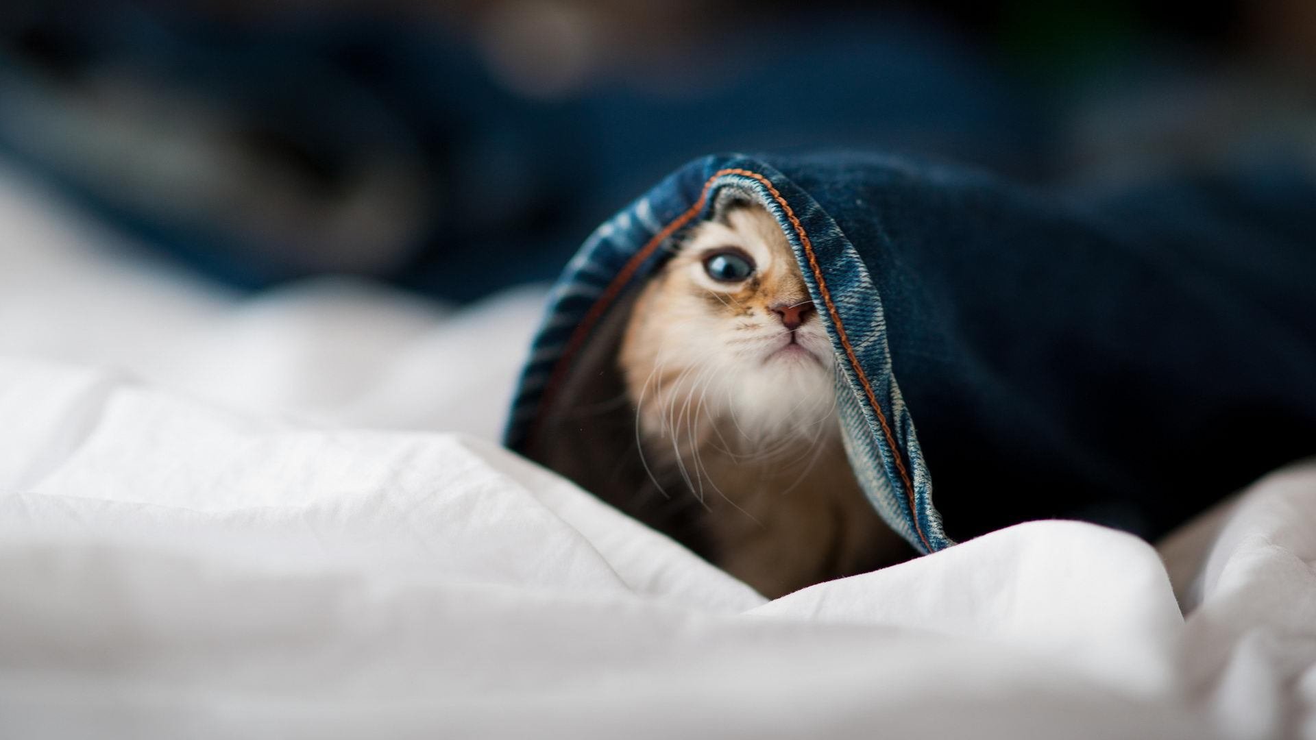 节奏偏慢球队在进攻端的布置方式,篮球什么是节奏型过人