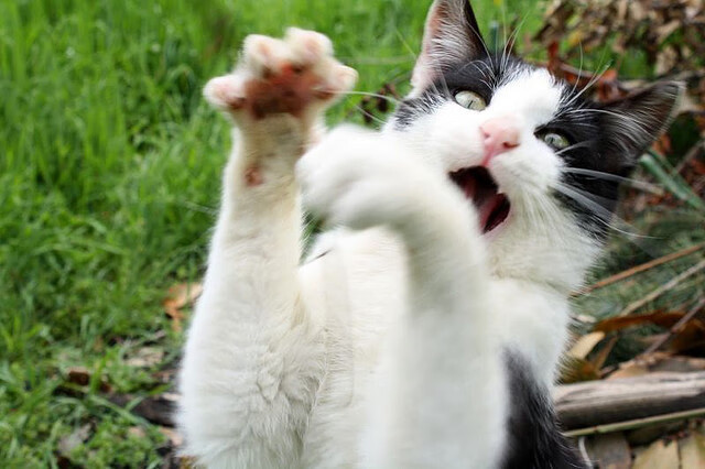 运动员休息与恢复机制标准化执行,运动员休息与恢复机制标准化执行指南