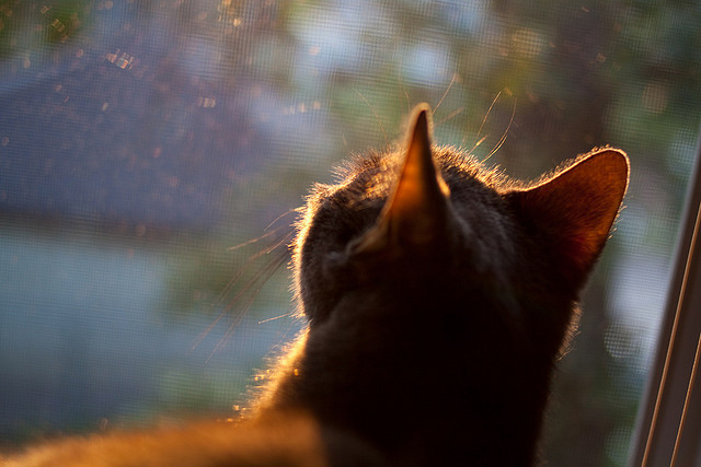 乌干达女篮在非洲锦标赛中持续冲击,抵达新高度,带你看非洲乌干达