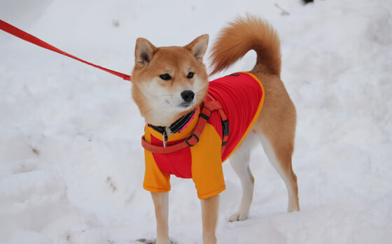 CS2新引擎优化上线比赛节奏更加流畅,cs2引擎模拟器