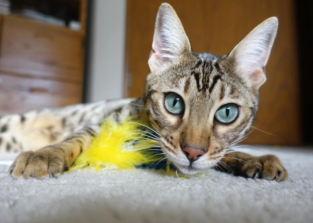 优秀裁判团队执行任务确保关键场次公平公正,优秀裁判员应具备哪些素质