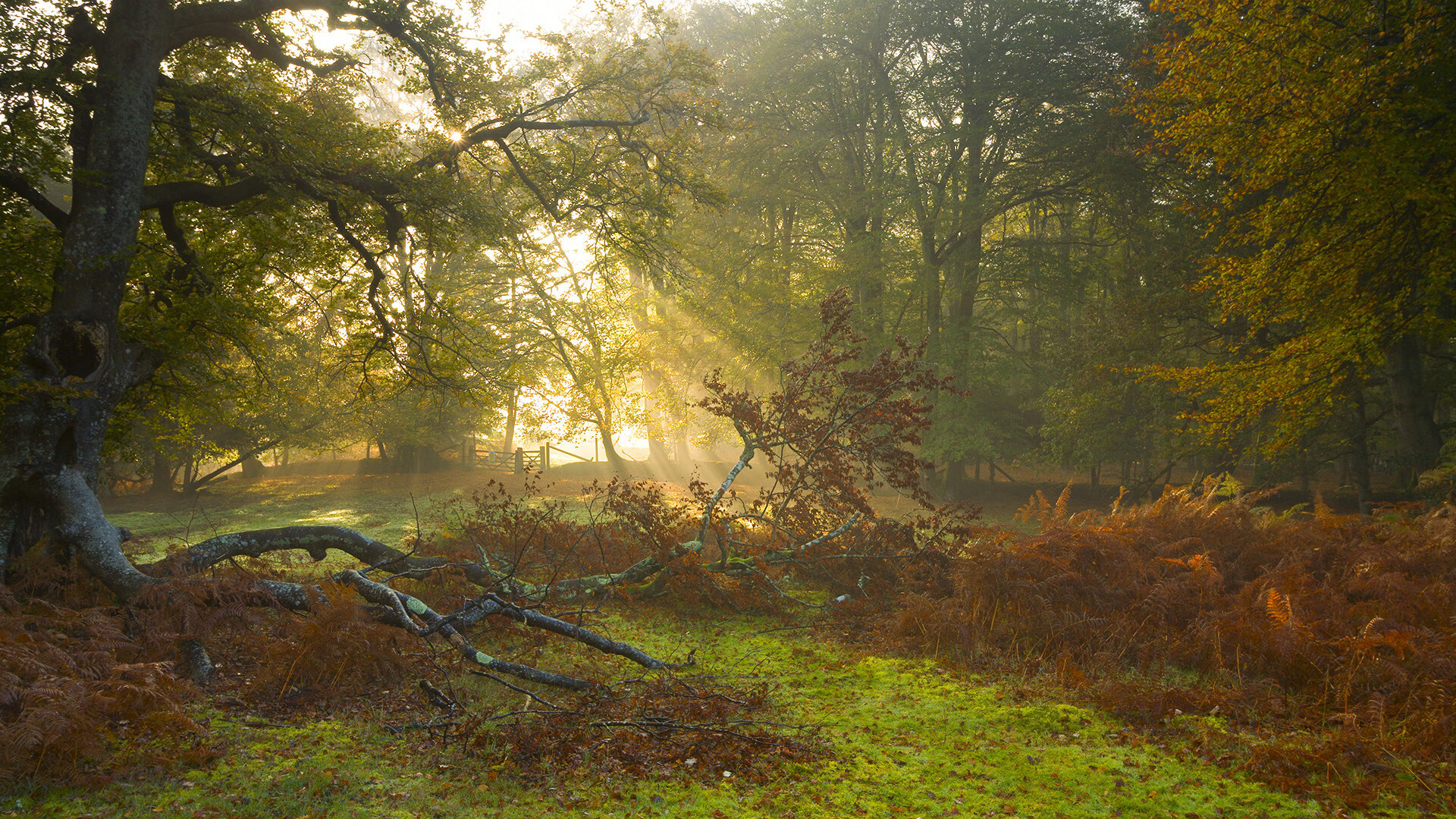中国香港乒乓球未来展望:如何通过科学训练提升球员个体水平,香港乒乓球强吗