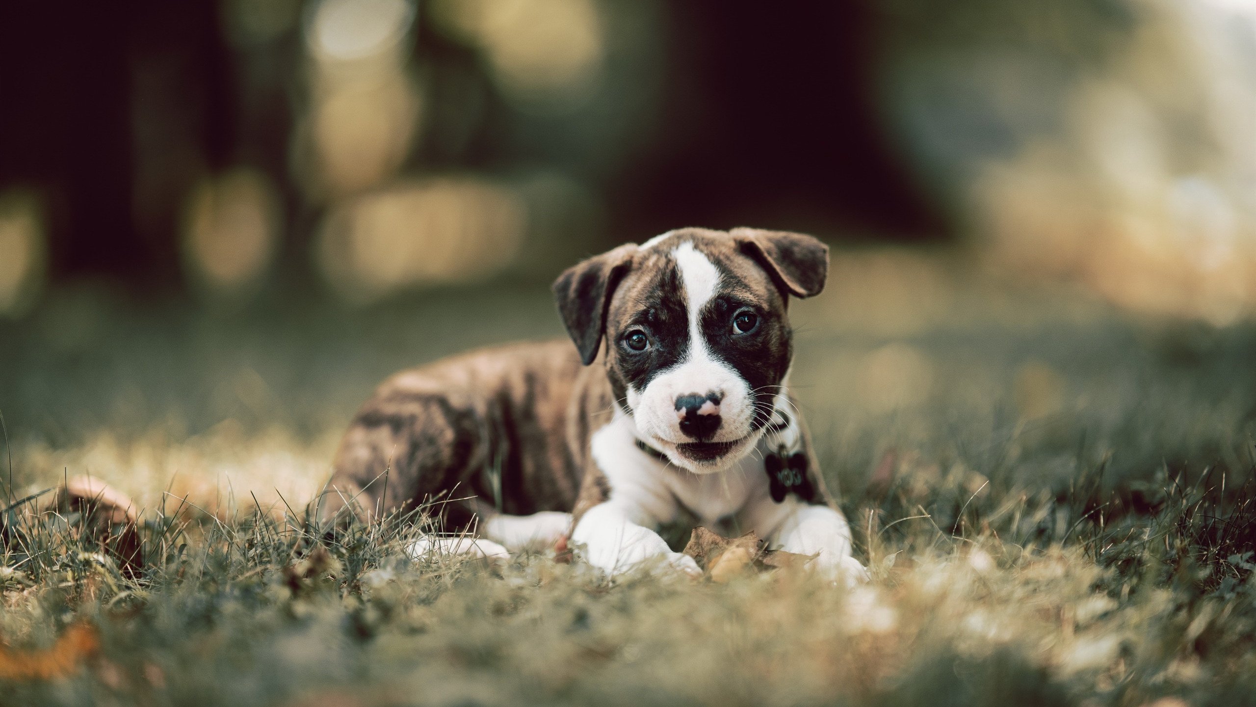 塔图姆失误频发凯尔特人终结连败,凯尔特人塔图姆打中锋可以吗