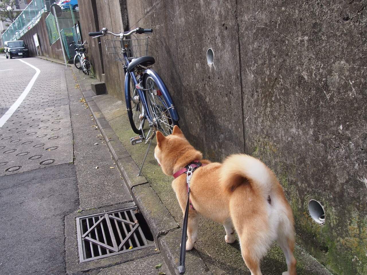五大联赛球队如何依赖本土青训体系实现阵容接力,五大联赛各球队的关系