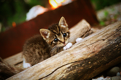 意甲团队合作:默契配合成就奇迹!,意甲队伍