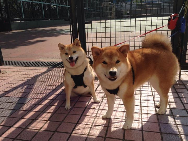 排球联赛总决赛即将打响,排球总决赛有几局