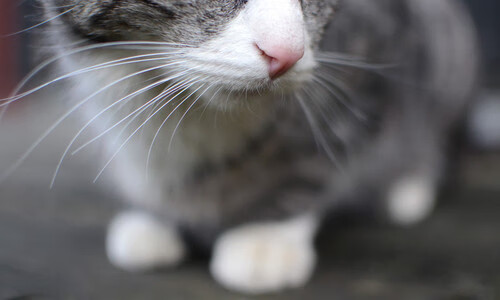 核心战术思路清晰比赛执行力提升成绩稳步攀升,战术执行能力