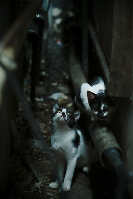 核心战术思路清晰比赛执行力提升成绩稳步攀升,战术执行能力