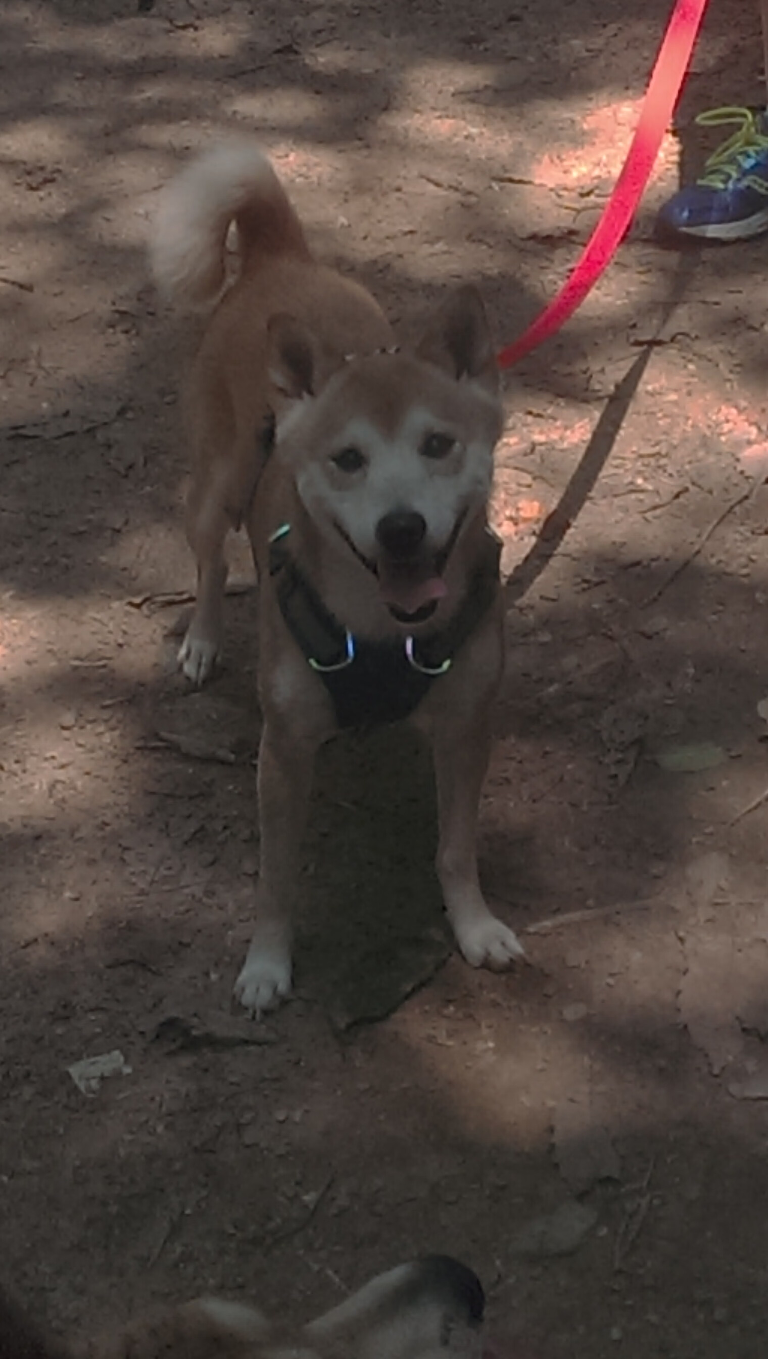 独行侠内外线配合默契击退来犯之敌,独行侠防守