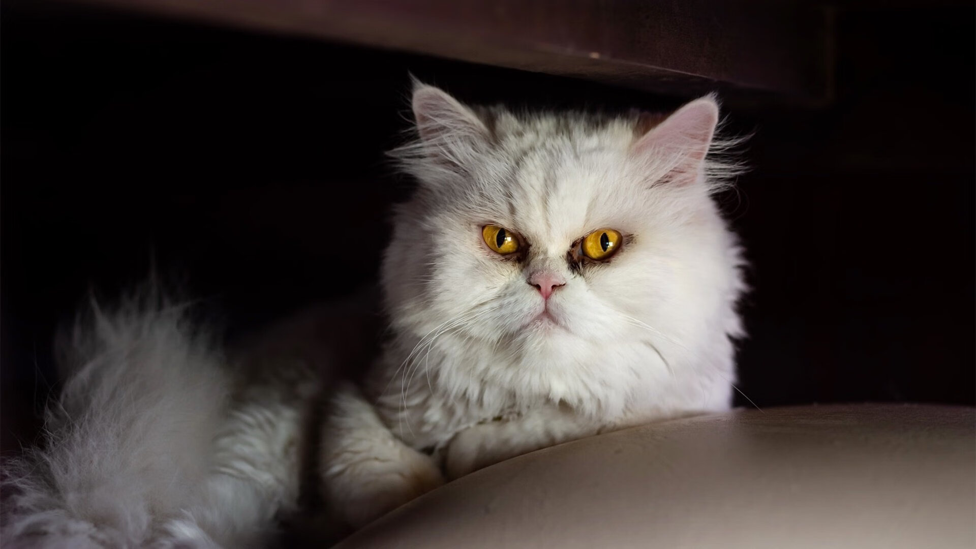 蒙彼利埃前场抢断直接转化成攻势,蒙彼利埃主炮