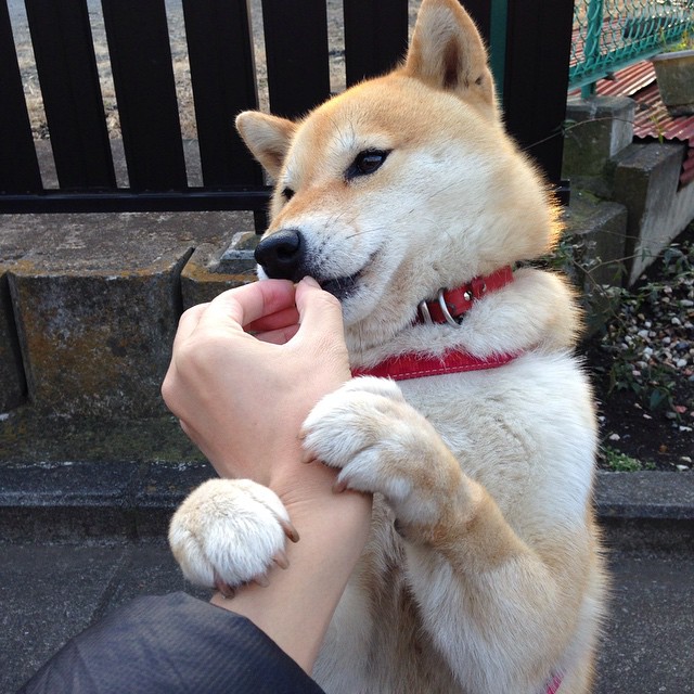《冠军》报道：张雨霏登上人生新山顶，开启新征程，张雨霏破纪录夺冠